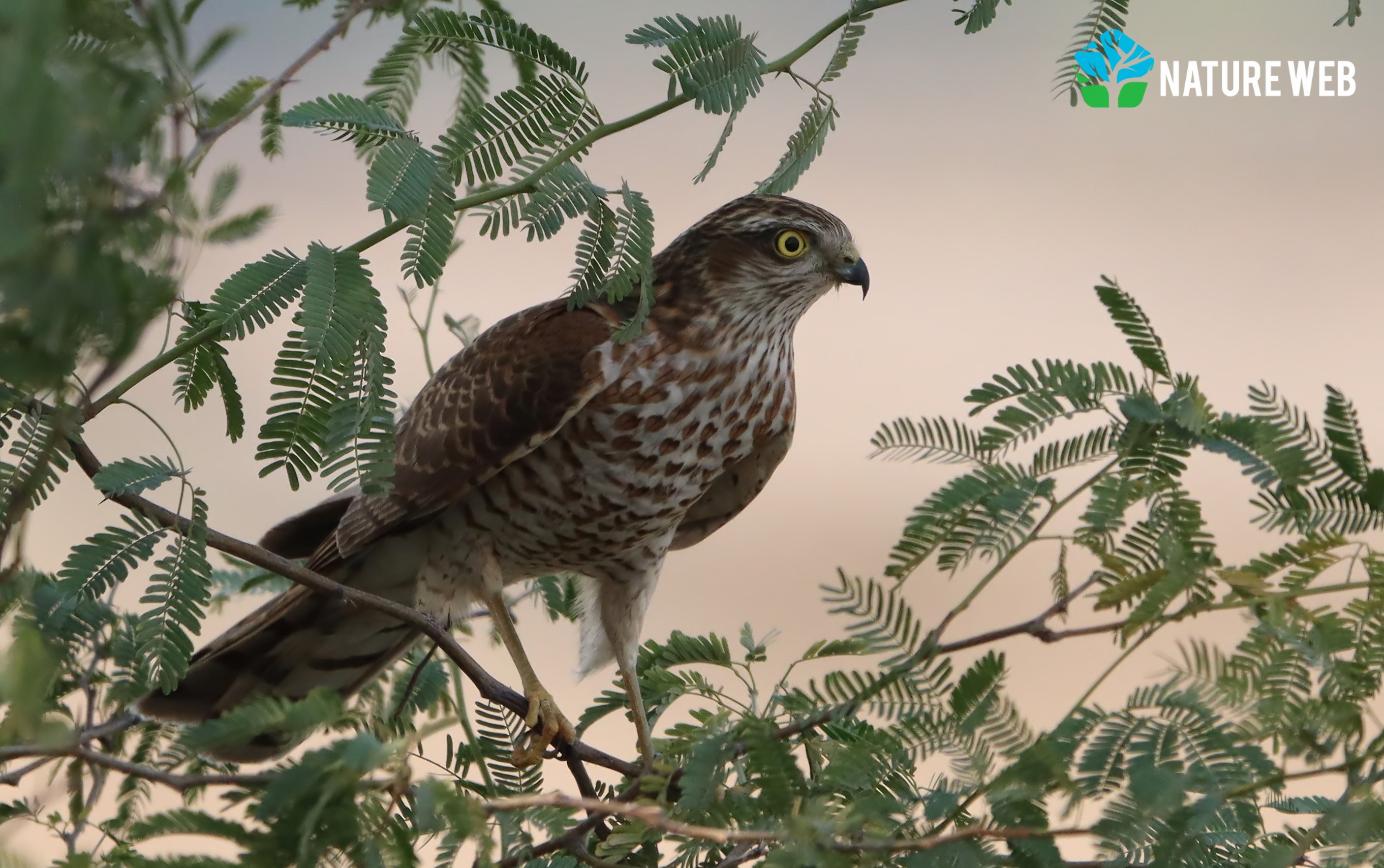 Eurasian Sparrowhawk